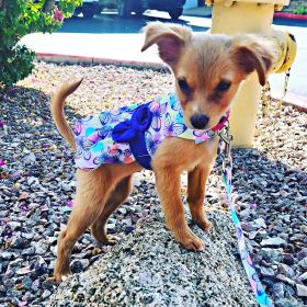 Purple Butterfly Dog Dress with Matching Leash (size: medium)