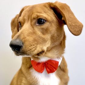 White Collar with Red Satin Bow Tie (size: medium)