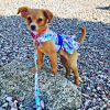 Purple Butterfly Dog Dress with Matching Leash