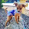 Purple Butterfly Dog Dress with Matching Leash